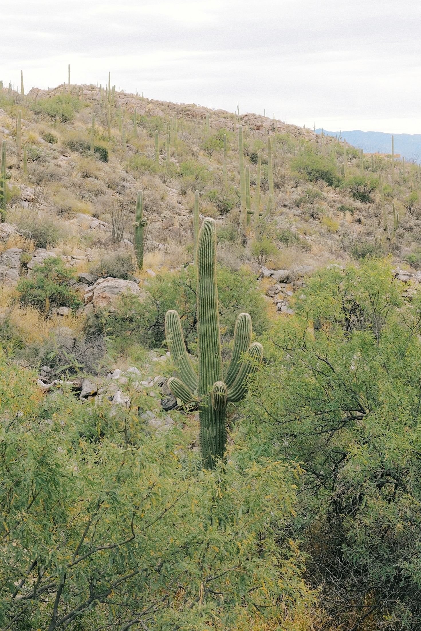 Examining Transparency in Tucson’s Venue Operations